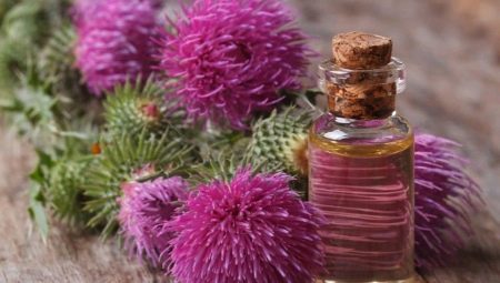 Tính chất và ứng dụng của dầu cây ngưu bàng