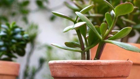 Cây tiền: nó là gì và làm thế nào để trồng đúng cách để có thể mang tiền?