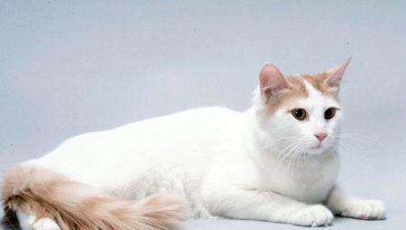 แมวอนาโตเลีย: คำอธิบายสายพันธุ์คุณสมบัติของเนื้อหา