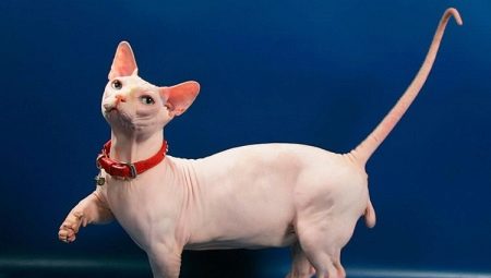 Bambino: คำอธิบายของแมวและแมวดูแลและให้อาหาร