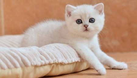 Mèo trắng Anh: mô tả giống và nội dung