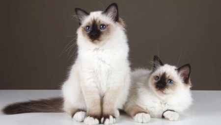 Mèo Miến Điện: tính năng, lựa chọn và chăm sóc