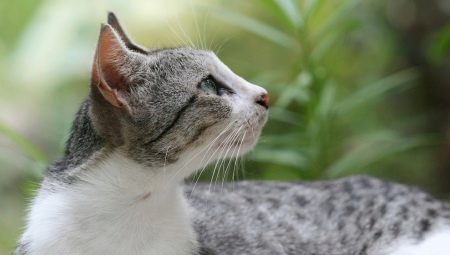 Brazilian Shorthair Cat: คำอธิบายพันธุ์และคุณสมบัติเนื้อหา