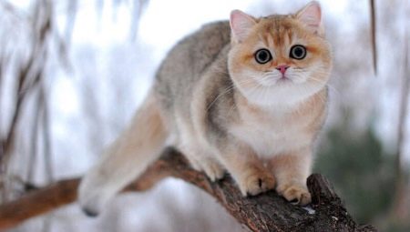 British chinchilla: ตัวเลือกสีสำหรับแมวธรรมชาติและเนื้อหา