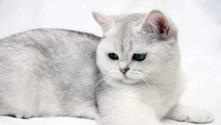 Mèo Shorthair của Anh: đặc điểm giống, biến thể màu sắc và quy tắc nuôi