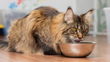 Những gì và làm thế nào để nuôi Maine Coons?