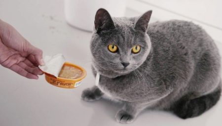 Nuôi mèo Anh để làm gì?