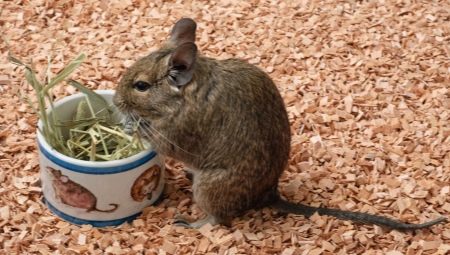 สิ่งที่จะเลี้ยง degu?