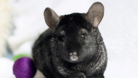 Black chinchillas: อะไรคือสายพันธุ์และอะไรคือคุณสมบัติของมัน?