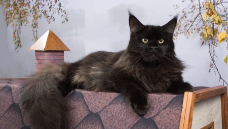 Black Maine Coon: ประเภทและรายละเอียดของการดูแล