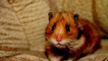 What you need to keep a hamster?