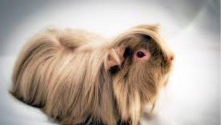 หมูหนูตะเภา Longhair: คุณสมบัติสายพันธุ์และคำแนะนำการดูแล