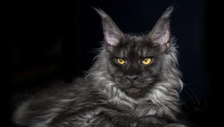 Smoky Maine Coon: ตัวเลือกสีและเนื้อหา