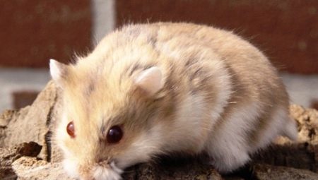 Campbell hamster: สายพันธุ์คุณสมบัติการบำรุงรักษาและการดูแลรักษา