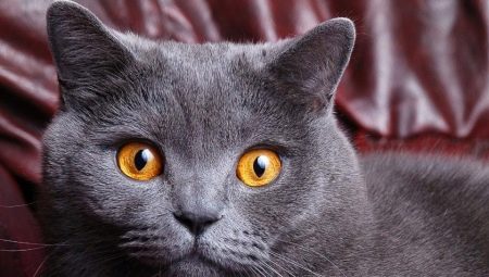 Bạn gọi cô gái mèo xám của Anh là gì?