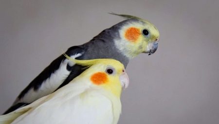วิธีการตรวจสอบเพศของ Corella?