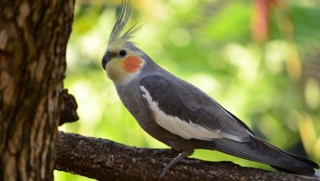วิธีการตรวจสอบอายุของนกแก้ว Corella หรือไม่
