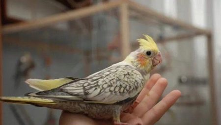 วิธีที่จะทำให้เชื่องมือ Corella?