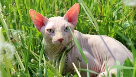 Sphynx แคนาดา: คำอธิบายคุณสมบัติของการดูแลและการให้อาหาร
