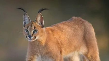 Caracals: đặc điểm giống, quy tắc chăm sóc tại nhà
