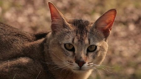Mèo Chausi: mô tả và nội dung