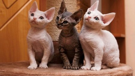 Rex cats: popular breeds and their content