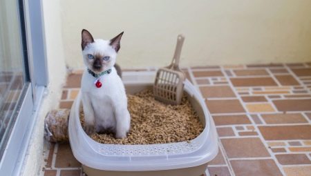 Khay cho mèo: loại, kích cỡ và quy tắc lựa chọn