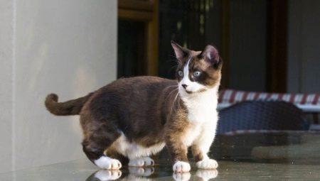 มันชกินส์: คำอธิบายของสายพันธุ์ของแมวประเภทและเนื้อหา