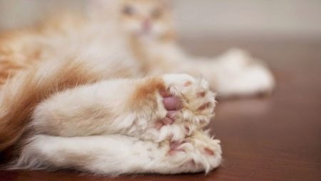 Maine Coons Polydacty: คุณสมบัติและกฎของเนื้อหา