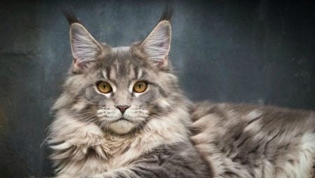 Metis Maine Coon: ฟีเจอร์หลากหลายและคำแนะนำสำหรับเนื้อหา