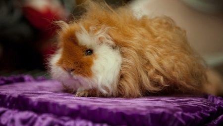 Alpaca Guinea Pigs: คำอธิบายและรายละเอียดของการดูแล