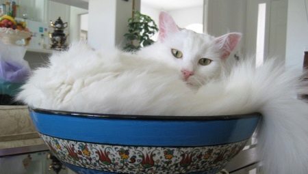 ภาพรวมของแมวสีขาวของสายพันธุ์ Angora ตุรกี