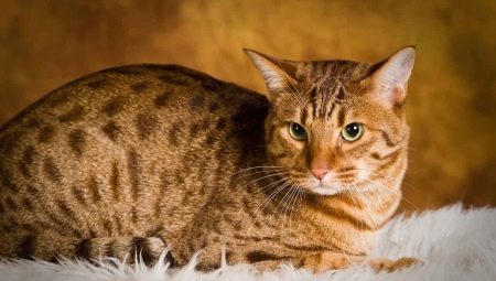 Ocicat: คำอธิบายของสายพันธุ์ของแมวและการดูแล