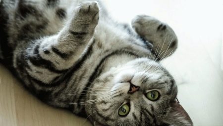 Màu sắc của mèo Whiskas của Anh: đặc điểm màu sắc và sự tinh tế trong chăm sóc