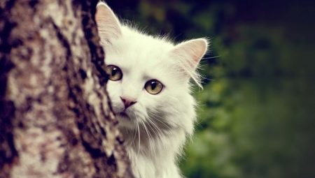 คำอธิบายของแมว Angora ลักษณะของการเก็บรักษาและการให้อาหาร