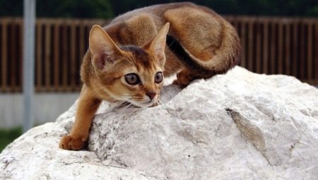คำอธิบายเกี่ยวกับธรรมชาติและนิสัยของแมว Abyssinian