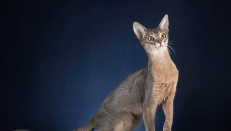 คำอธิบายและเนื้อหาของแมว Abyssinian สีน้ำเงิน