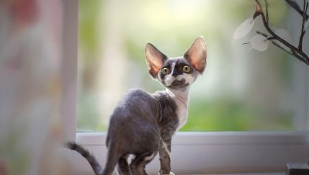 คำอธิบายและเนื้อหาของแมว Devon Rex