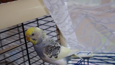 Mga tampok ng pag-molting na may alun-alon na mga parrots