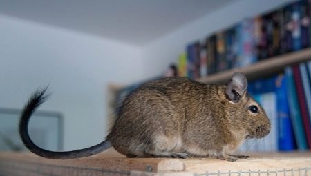 ลักษณะเฉพาะของเนื้อหา Degu ที่บ้าน