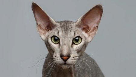 Peterbald: คำอธิบายของสายพันธุ์แมวธรรมชาติและเนื้อหา