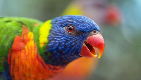 Parrot Lory: สปีชี่ส์ชนิดและกฎของเนื้อหา