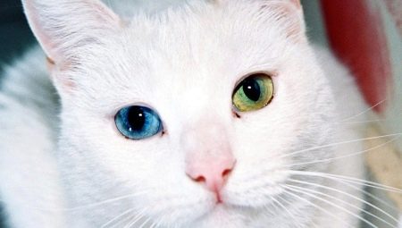 สายพันธุ์ของแมวที่มีสีต่างกันและสุขภาพโดยเฉพาะ