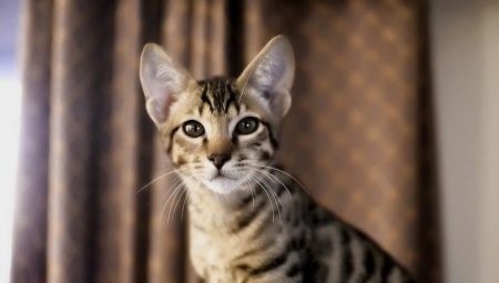 Ang pinakamahal na pusa sa mundo
