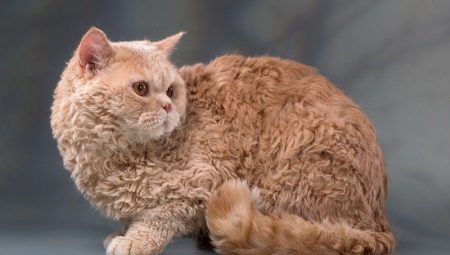 Selkirk Rex: คุณสมบัติตัวเลือกและกฎการดูแล