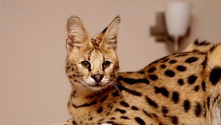Serval: คำอธิบายตัวเลือกสีโดยเฉพาะเนื้อหาและการให้อาหาร