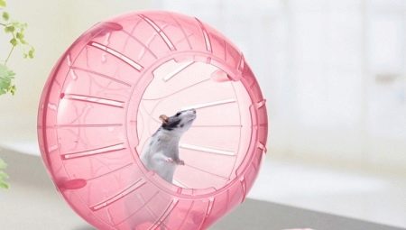 Bóng cho hamster: các yêu cầu và tính năng của sự lựa chọn