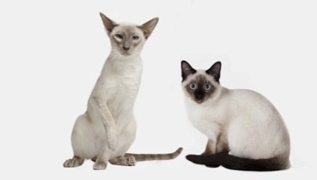 ความเหมือนและความแตกต่างของแมวไทยกับแมวไทย