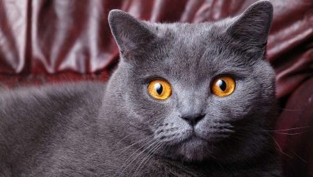 Mèo và mèo Anh sống được bao nhiêu năm?