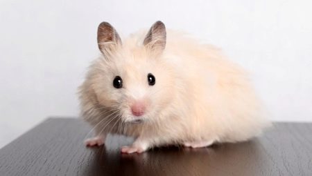 How long do Syrian hamsters live at home?